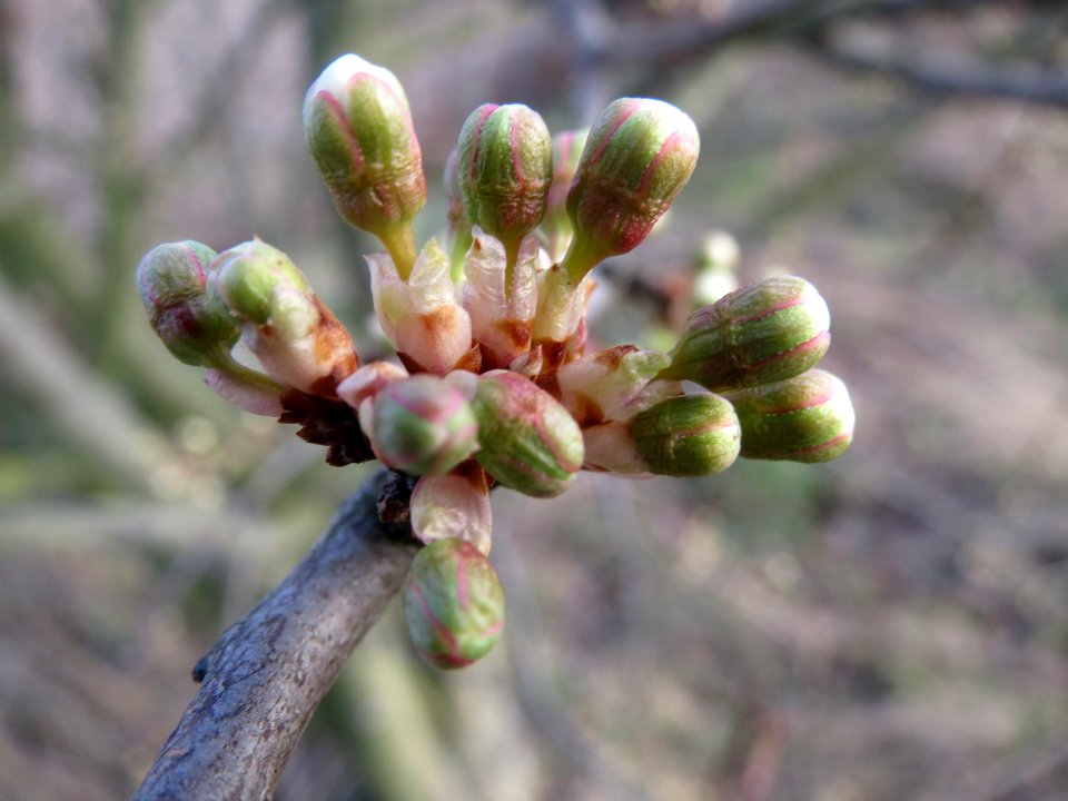 20140227Prunus_spinosa_Reilingen4