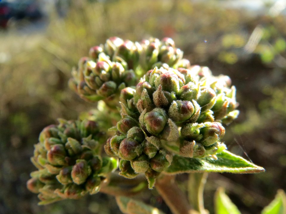 20140312Viburnum_lantana3