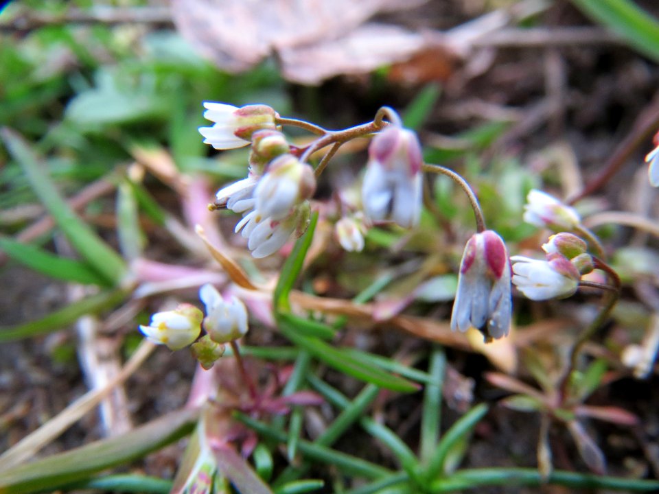 20140301Draba_verna1