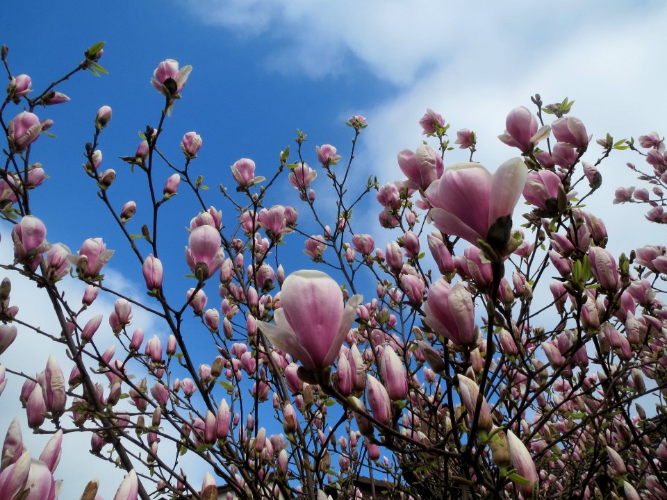 20140316Magnolie_Hockenheim1