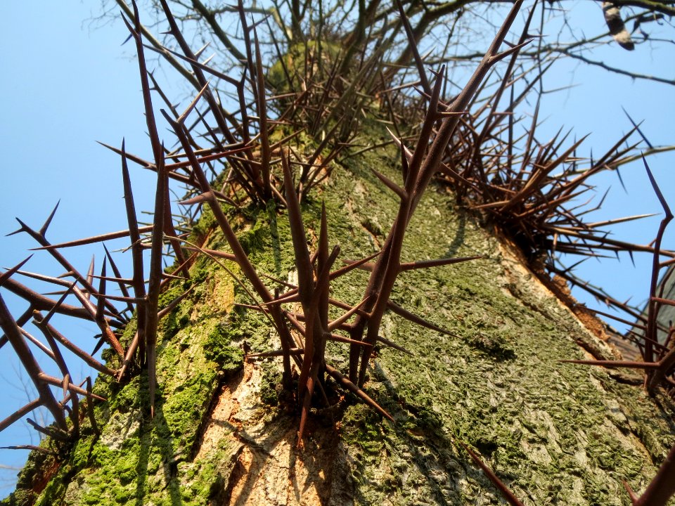 20140313Gleditsia_triacanthos2