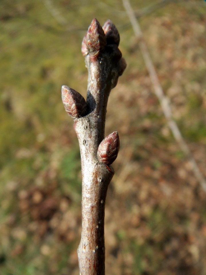 20140227Quercus_robur3