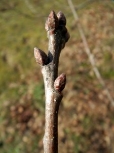 20140227Quercus_robur3