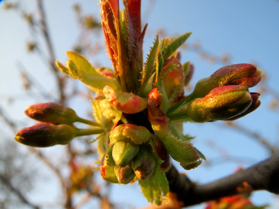 20140316Kirsche_Ketsch1