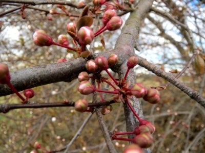 20140228Prunus_cerasifera_Hockenheimer_Rheinbogen12