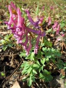 20140316Corydalis_solida4