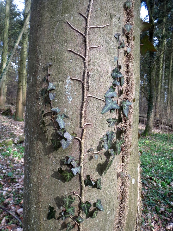 20140227Hedera_helix13