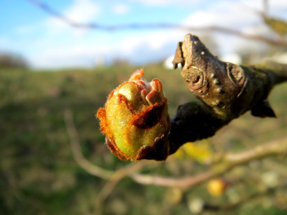 20140228Malus_domestica4