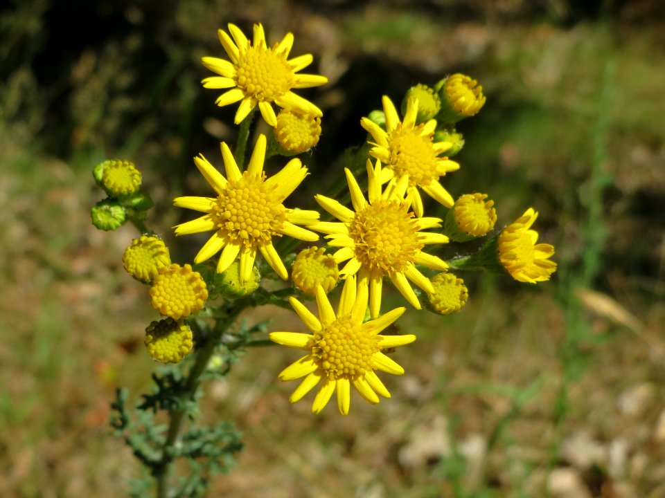 20140625Jacobaea_vulgaris