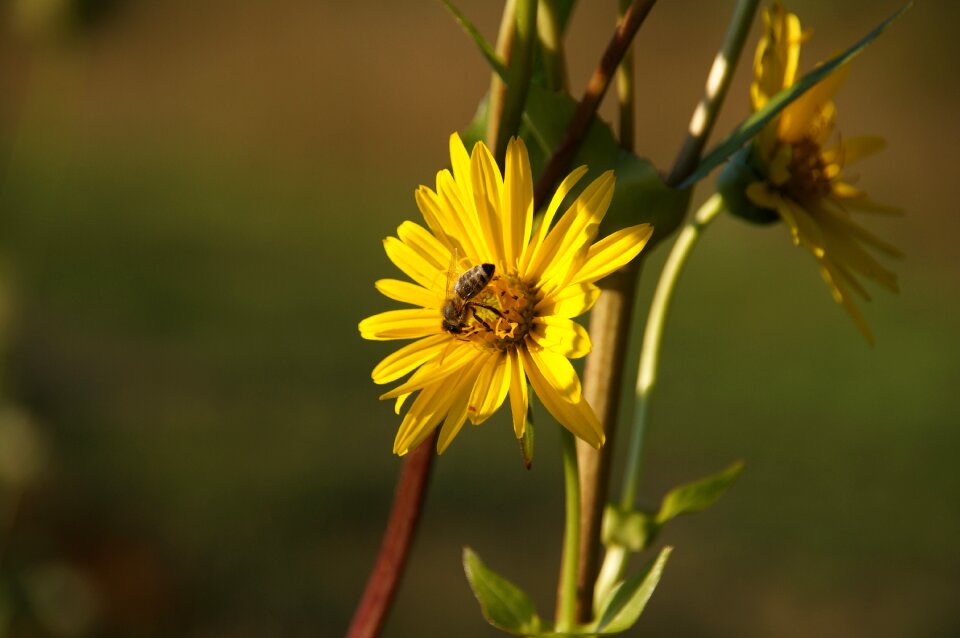Bloom yellow close up