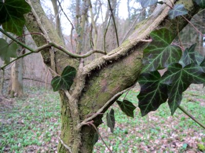 20140227Hedera_helix09