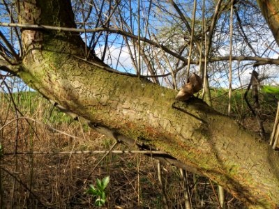 20140228Prunus_cerasifera_Hockenheimer_Rheinbogen03