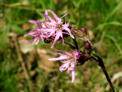 20140425Lychnis_flos-cuculi