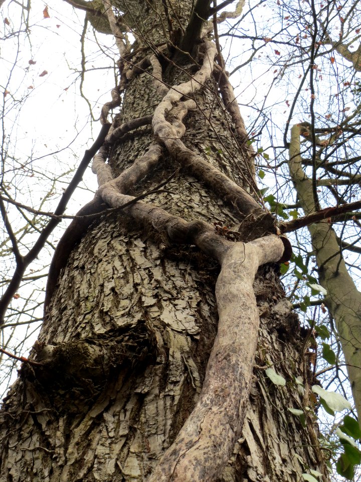 20140227Hedera_helix03