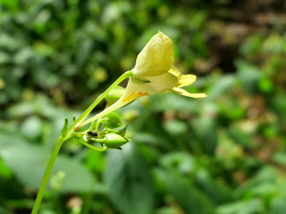 20140625Impatiens_parviflora1