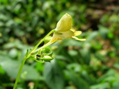 20140625Impatiens_parviflora1