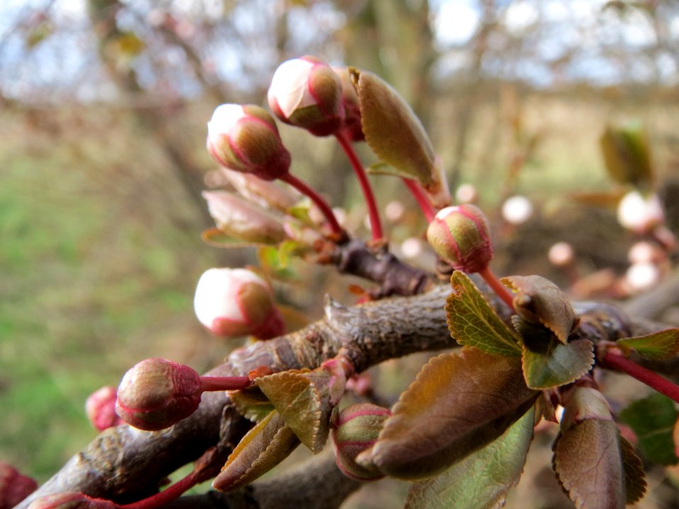 20140228Prunus_cerasifera_Hockenheimer_Rheinbogen05