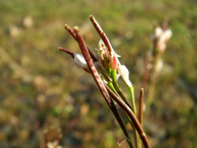 20140314Cardamine_hirsuta2