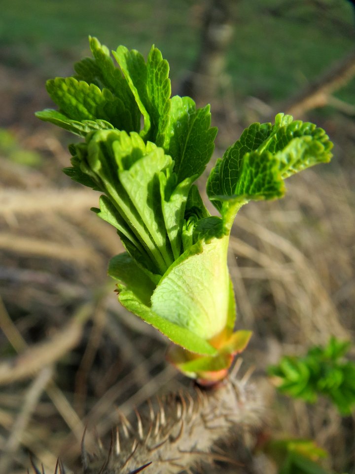 20140227Rosa_rugosa4