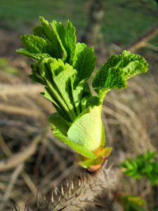 20140227Rosa_rugosa4