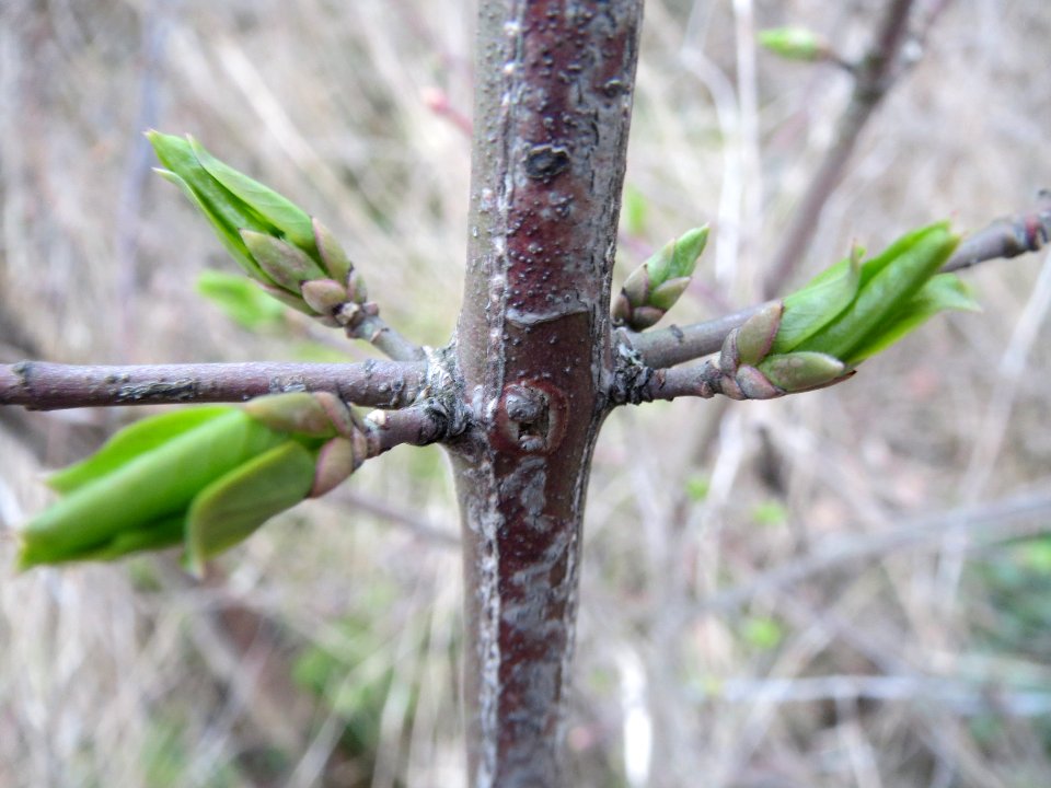 20140301Euonymus_europaeus2