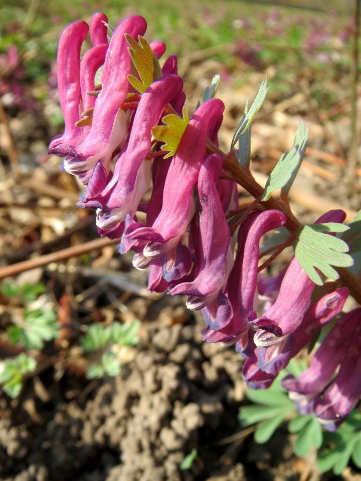 20140316Corydalis_solida2