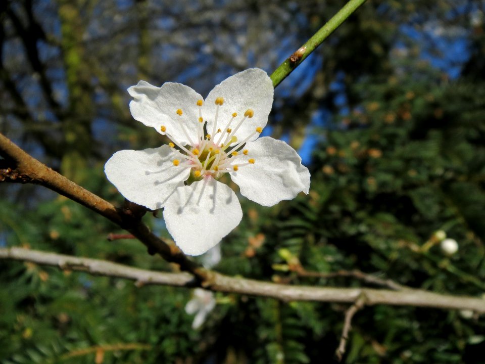 20140311Prunus_cerasifera_Staden2