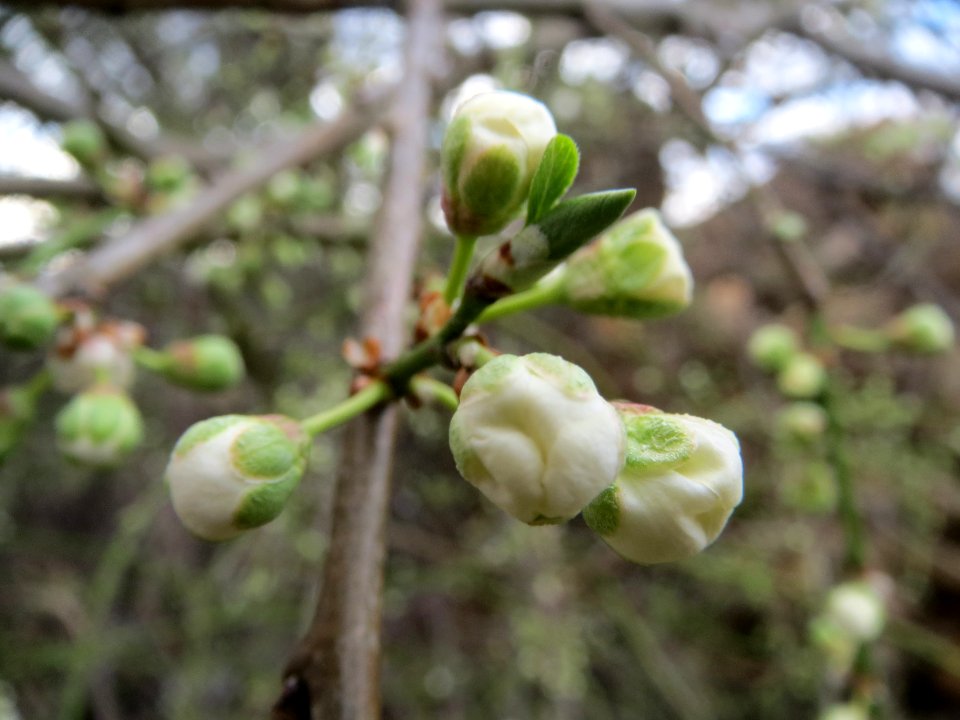 20140228Prunus_cerasifera_Hockenheimer_Rheinbogen13