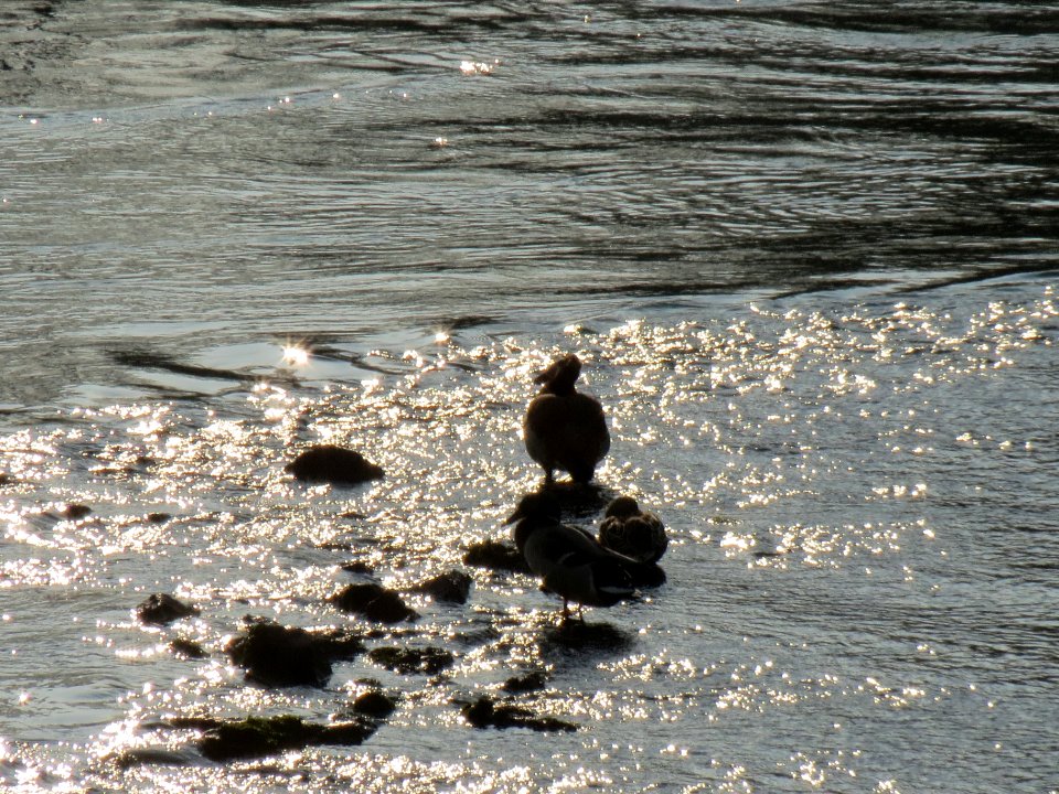 20140316Ente_Rhein1
