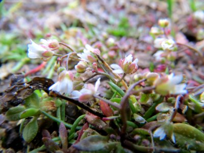 20140301Draba_verna2