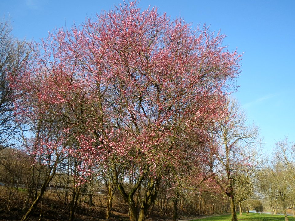 20140311Prunus_cerasifera_Saar1