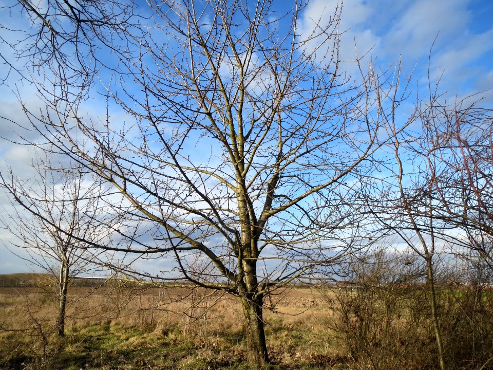 20140227Kirsche_Reilingen
