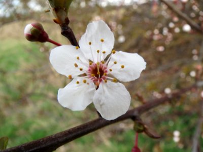20140228Prunus_cerasifera_Hockenheimer_Rheinbogen09