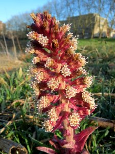 20140311Petasites_hybridus3