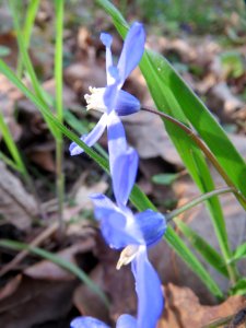 20140319Scilla_luciliae08
