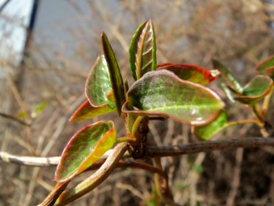 20140314Fallopia_baldschuanica1