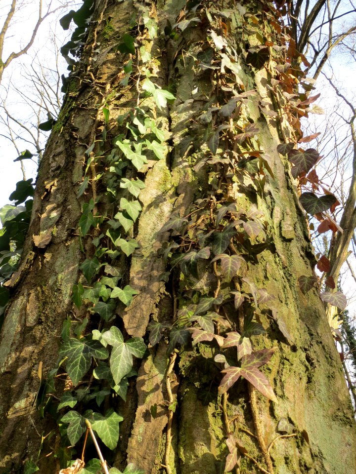 20140227Hedera_helix11