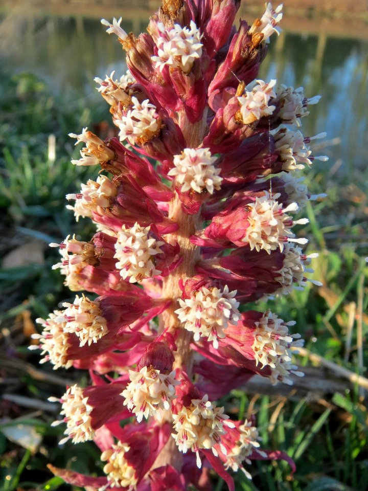 20140311Petasites_hybridus1