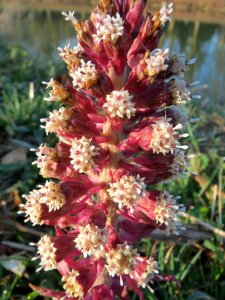 20140311Petasites_hybridus1