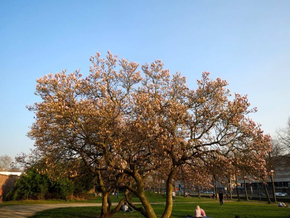 20140313Magnolia_×_soulangeana1