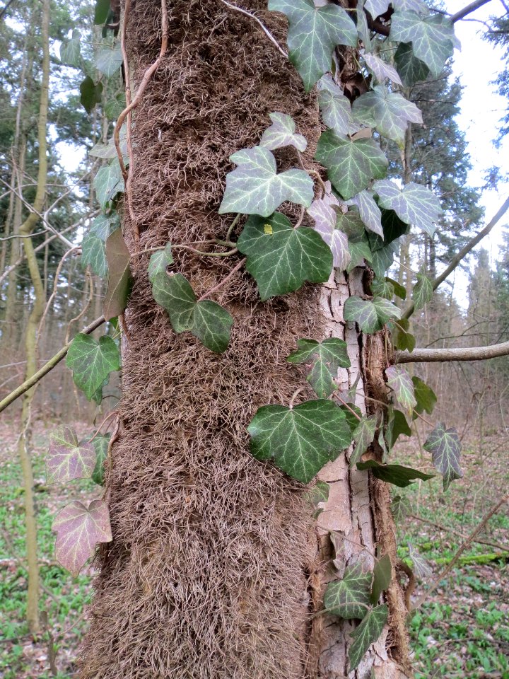 20140227Hedera_helix06
