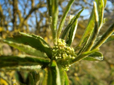 20140311Sambucus_nigra8