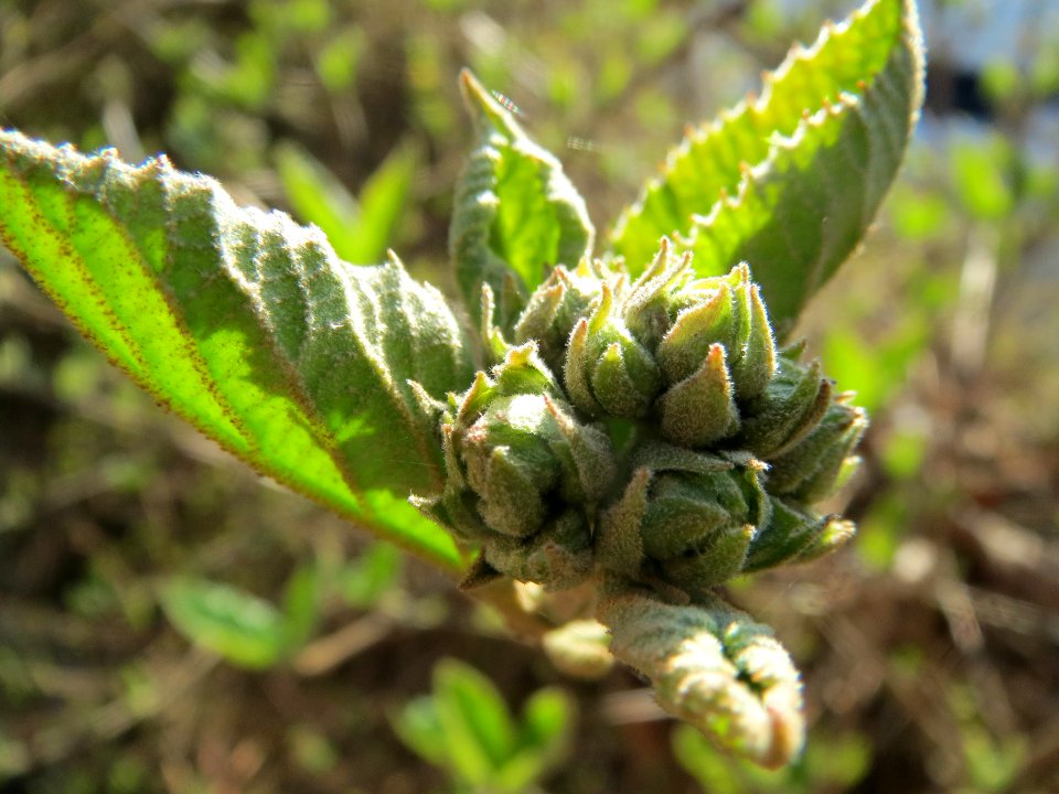 20140312Viburnum_lantana2