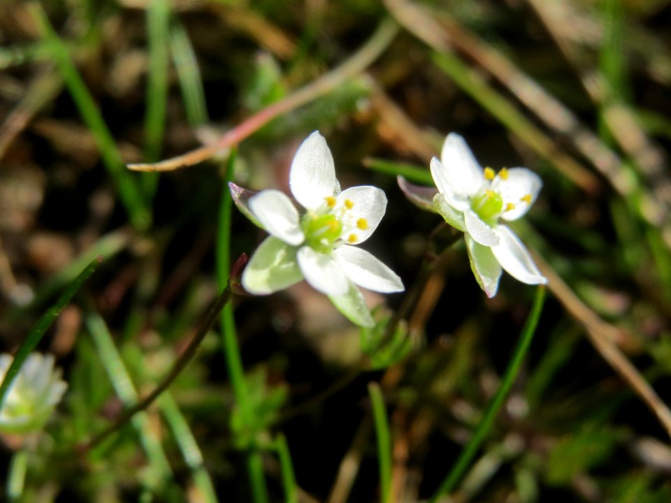 20140319Spergula_morisonii3