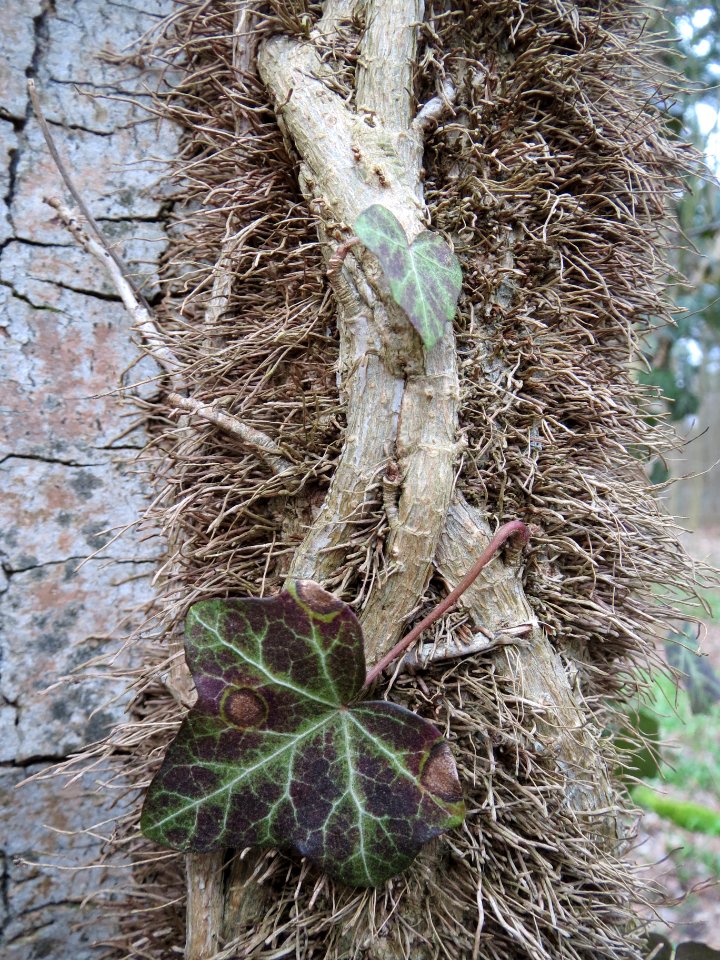 20140227Hedera_helix08