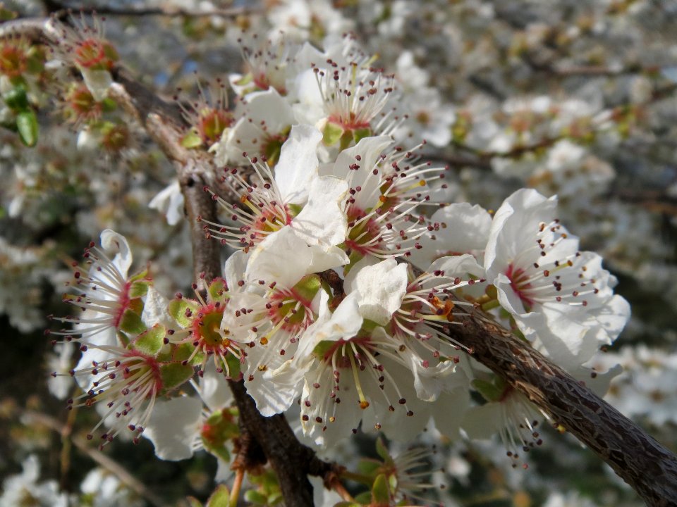20140316Prunus_cerasifera_Hockenheim2