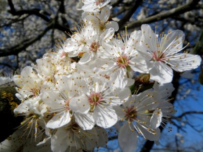20140312Prunus_cerasifera_Saarbruecken2