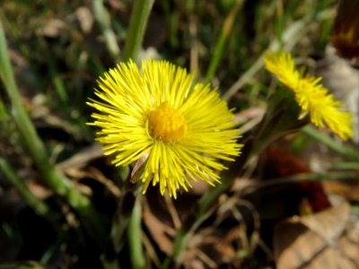 20140319Tussilago_farfara1