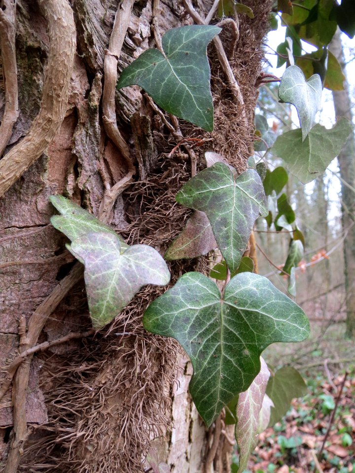 20140227Hedera_helix05