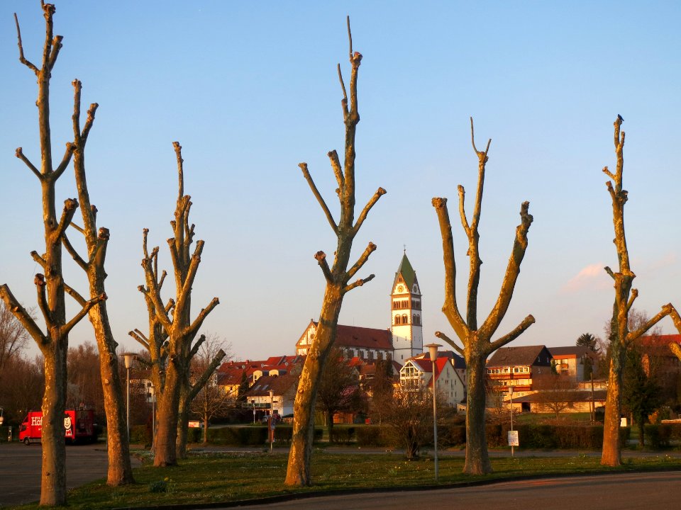20140316Platanen_Ketsch1